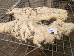 Musetta's Fleece - White - Sheared - 2023
