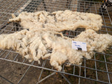 Musetta's Fleece - White - Sheared - 2023