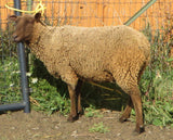 O'Brien's Fleece - Moorit - Sheared - 2023