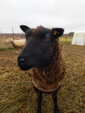 Lokola's Fleece - Black - Sheared - 2023