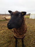 Lokola's Fleece Black Sheared 2025