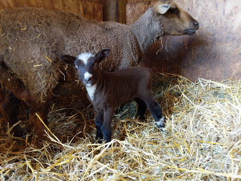 Emelia's Fleece Moorit Sheared 2024