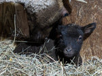 Adele's Fleece Moorit Sheared 2025