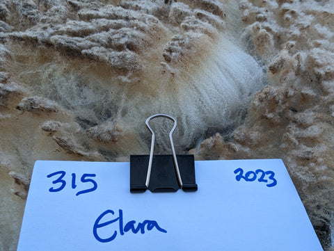 Elara's Fleece - White - Sheared - 2023