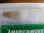 Barbarina's Fleece - Fawn Katmoget - Sheared - 2023