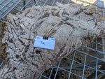 Yuki's Fleece - Fawn Katmoget - Sheared - 2023