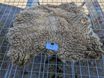 Tatianna's Fleece - Fawn Katmoget - Sheared - 2023