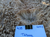 Tatianna's Fleece - Fawn Katmoget - Sheared - 2023