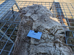 Dina's Fleece - Fawn Katmoget - Sheared - 2023