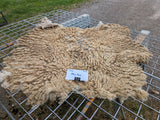 Alice Paul's Fleece - Fawn Katmoget - Sheared - 2023