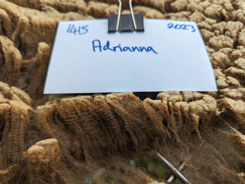 Adrianna's Fleece - Moorit - Sheared - 2023