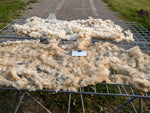 Tosca's Fleece - White - Roo'd - 2023