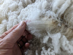 Tatianna's Fleece Fawn Sheared 2024