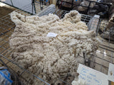 Tatianna's Fleece Fawn Sheared 2024