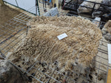 Alice Paul's Fleece Fawn Sheared 2024