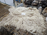 Alice Paul's Fleece Fawn Sheared 2024