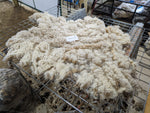 Meera Reed's Fleece Fawn Sheared 2024