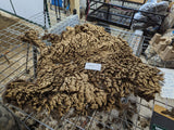 Emelia's Fleece Moorit Sheared 2024