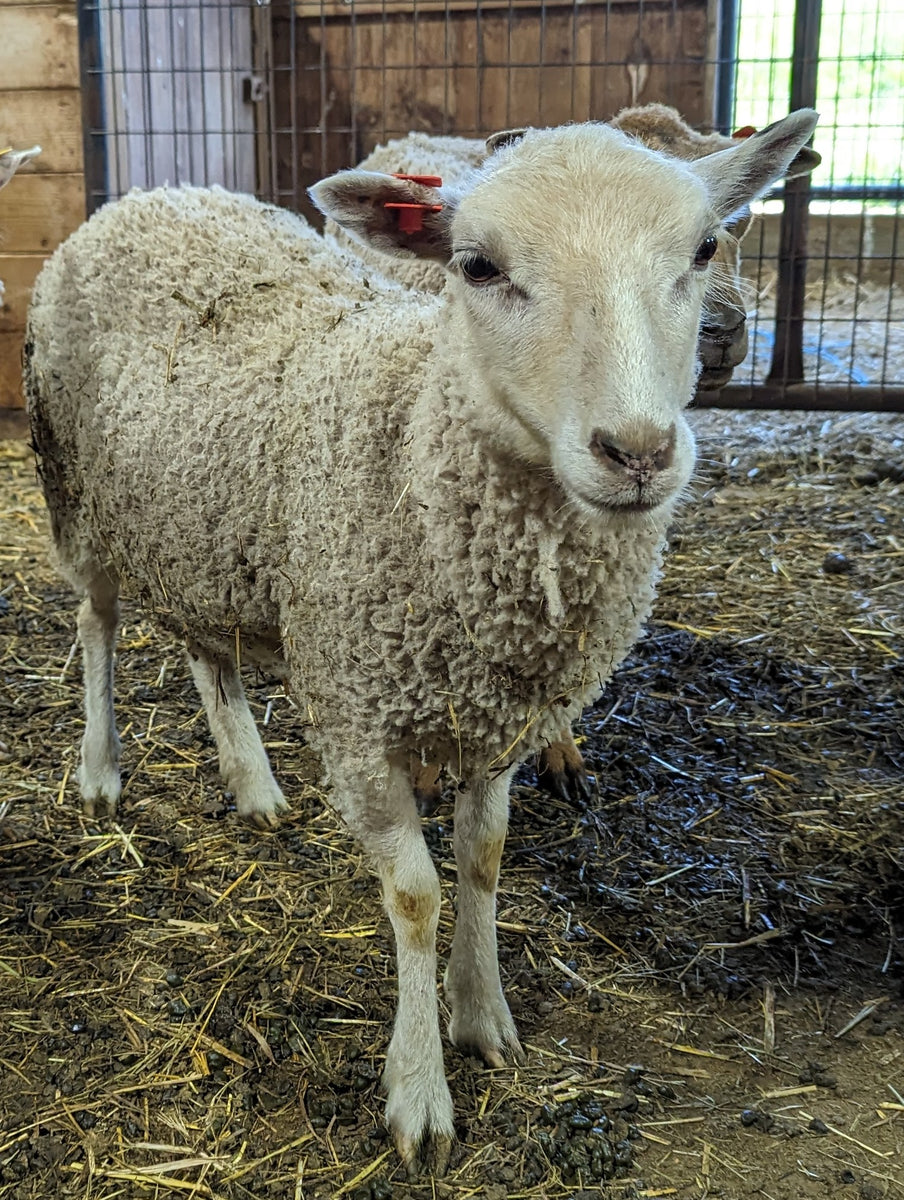 Liverpool's White Half Sheared/Half Rooed 2025 – Whispering Pines Farm