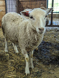 Liverpool's White Half Sheared/Half Rooed 2025
