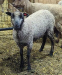 Wrexham's Fleece Grey Rooed 2025