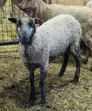 Wrexham's Fleece Grey Rooed 2025