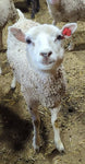 Bristol's Fleece White Sheared 2025