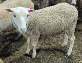 Leyton's Fleece White Hybrid 2025