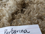 Barbarina's Fleece Fawn Roo'd 2024