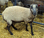 Chelsea's Fleece Grey Rooed 2025