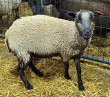 Chelsea's Fleece Grey Rooed 2025
