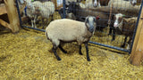 Chelsea's Lamb Fleece Grey Roo'd 2024