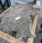 Hero's Fleece Fawn Sheared 2025