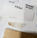 Mabel's Fleece Moorit Sheared 2025