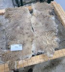 Mabel's Fleece Moorit Sheared 2025