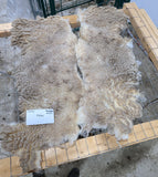 Mabel's Fleece Moorit Sheared 2025