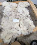 Mabel's Fleece Moorit Sheared 2025
