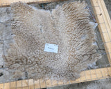 Barbarina's Fleece Fawn Sheared 2025