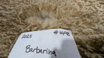 Barbarina's Fleece Fawn Sheared 2025
