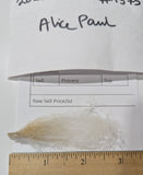 Alice Paul's Fleece Fawn Sheared 2025