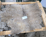 Tye's Fawn Sheared 2025