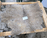 Tye's Fawn Sheared 2025