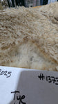 Tye's Fawn Sheared 2025
