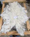 Elara's Fleece White Sheared 2025