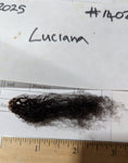 Luciana's Black Sheared 2025