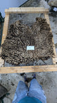 Aida's Fleece Moorit Sheared 2025