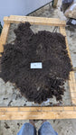 Aida's Fleece Moorit Sheared 2025
