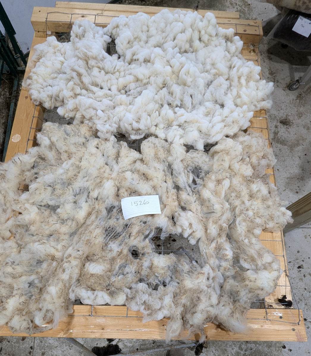 Lark's Fleece White Rooed 2025 – Whispering Pines Farm