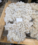 Lark's Fleece White Rooed 2025