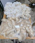 Musetta's Fleece White Rooed 2025